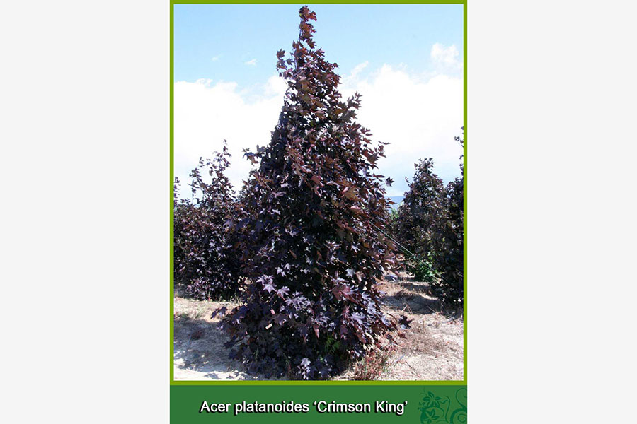 Acer Platanoides - Crimson King