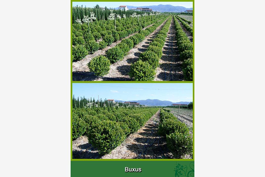 Buxus