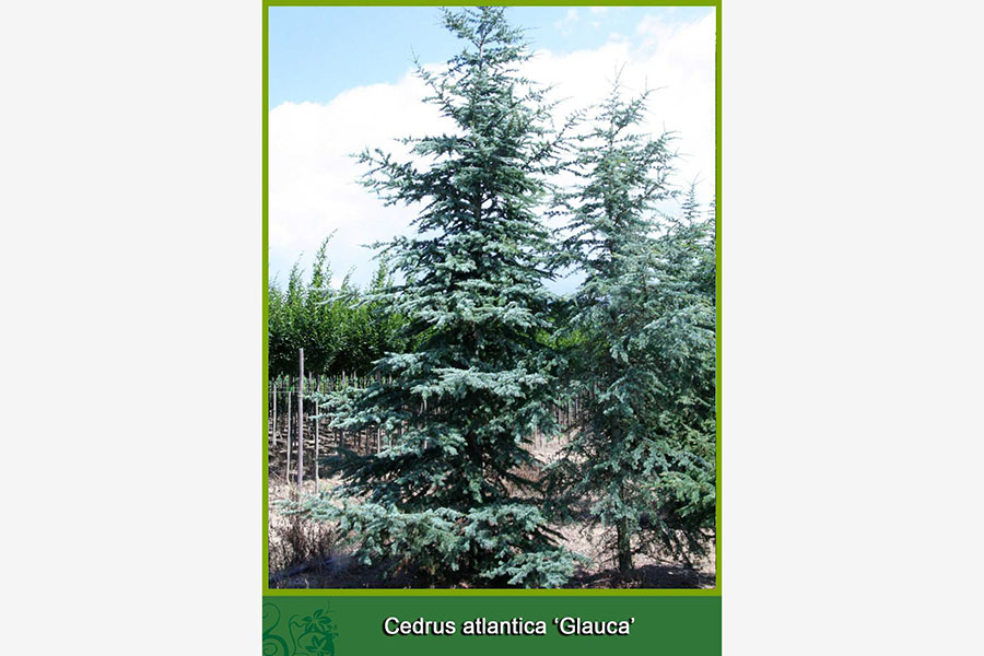 Cedrus Atlantica - Glauca