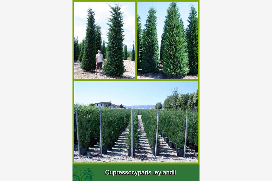 Cupressocyparis Leylandii