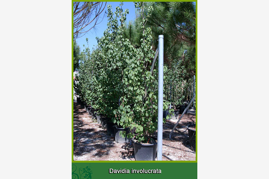 Davidia İnvolucrata