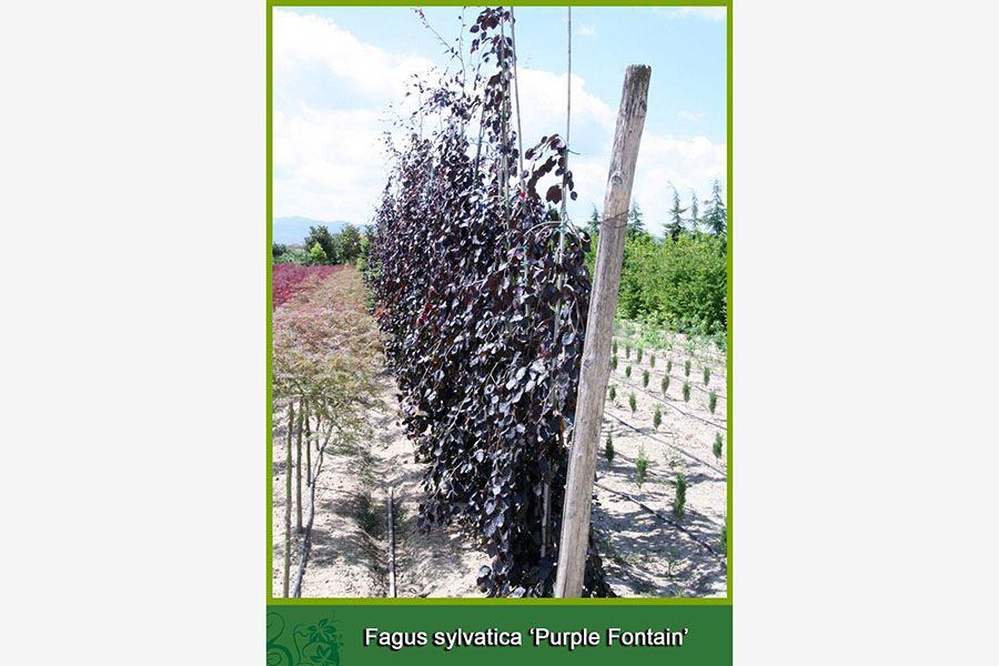 Fagus Slyvatica - Purple Fontain