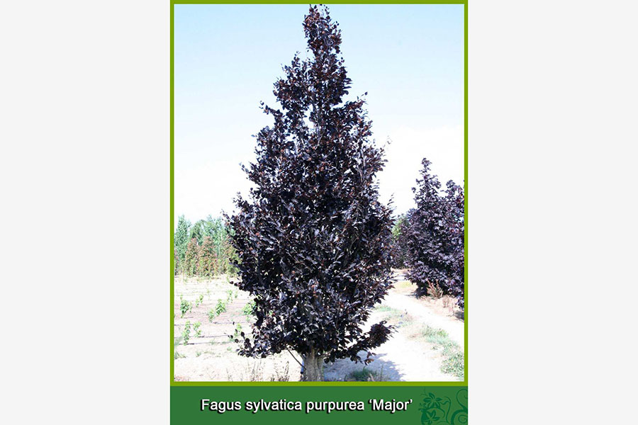 Fagus Slyvatica Purpurea - Major