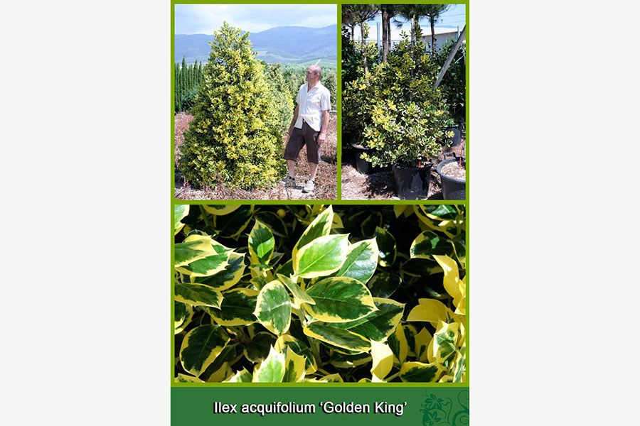 Ilex Acquifolium - Golden King
