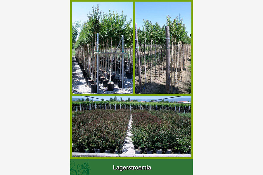 Lagerstroemia