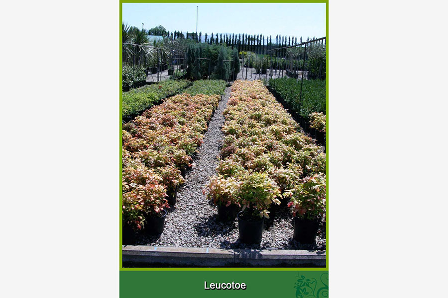 Leucotoe