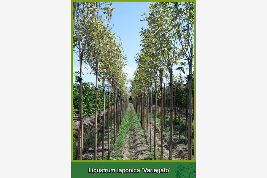 Ligustrum İaponica - Variegato