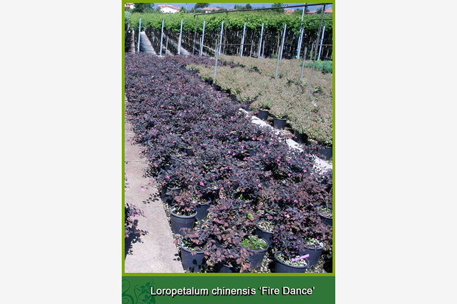 Loropetalum Chinensis - Fire Dance