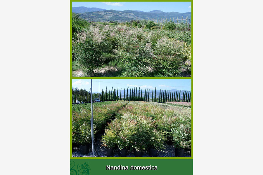 Nandina Domestica