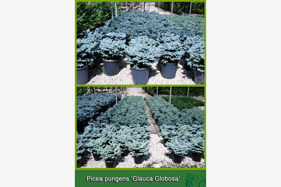 Picea Pungens - Glauca Globosa