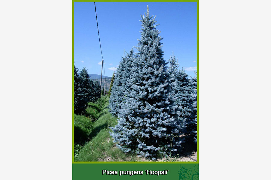 Picea Pungens - Hoopsii