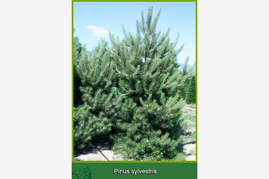 Pinus Sylvestris