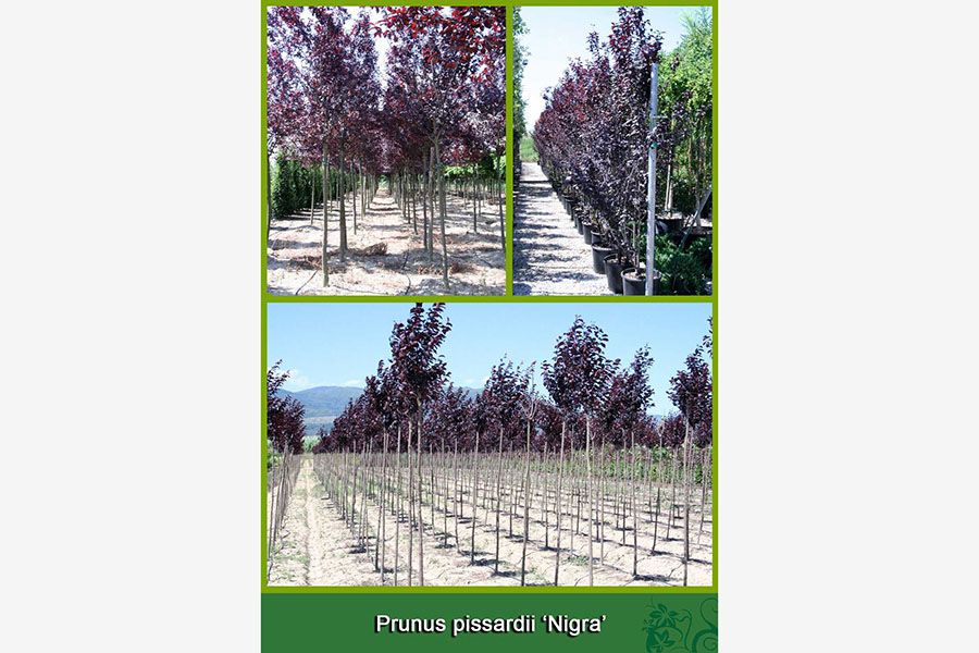 Prunus Pissardii- Nigra