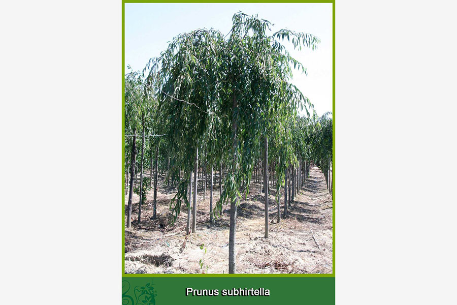 Prunus Subhirtella