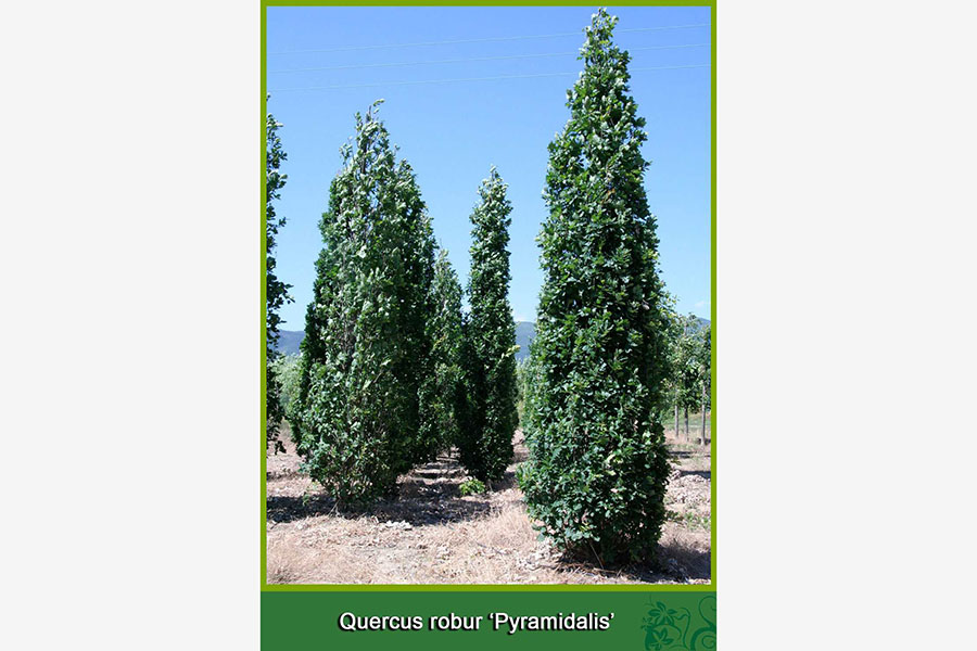 Quercus Robur - Pyramidalis