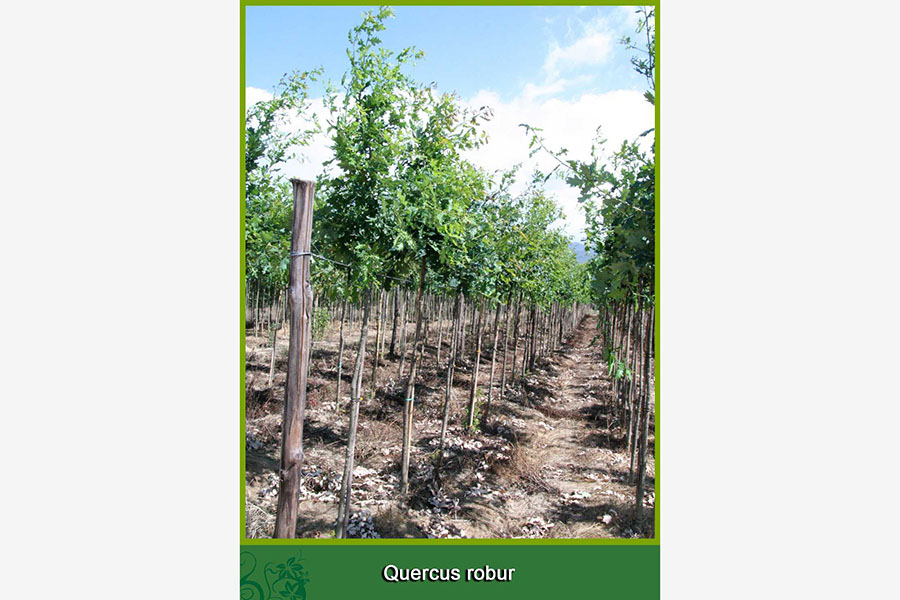 Quercus Robur
