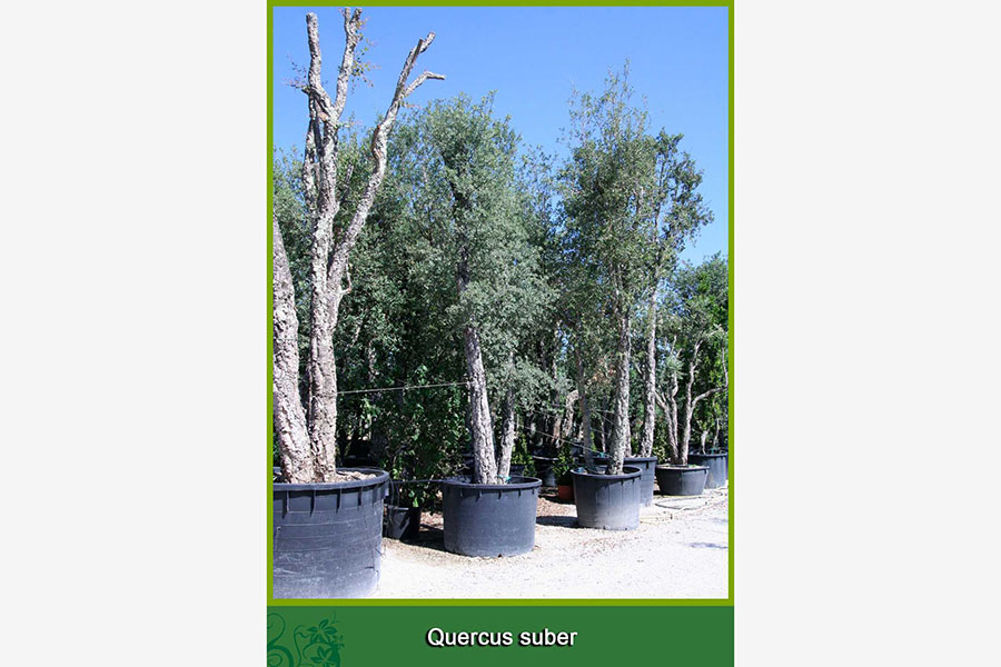 Quercus Suber