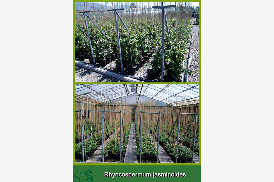 Rhyncospermum Jasminoides