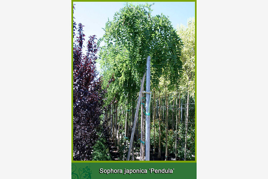Sophora Japonica - Pendula