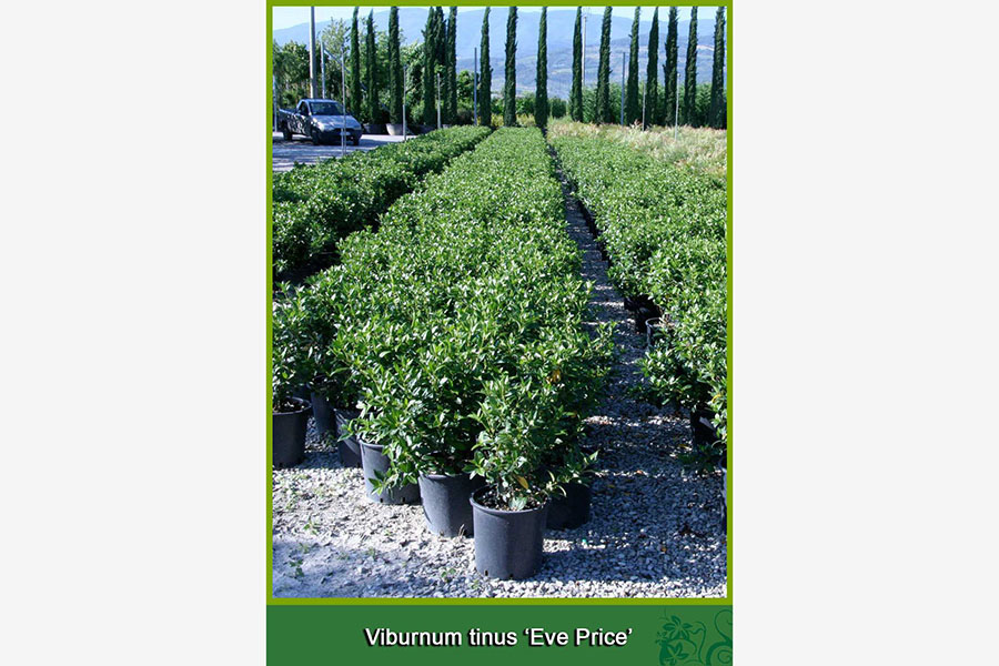 Viburnum Tinus - Eve Price